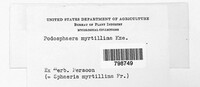 Podosphaera myrtillina image